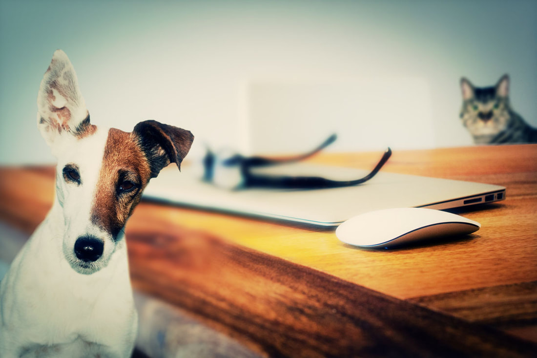 How Your Pets Could Save You on Your Taxes